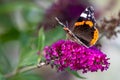 Red admiral butterfly - Vanessa atalanta - sitting on flowering pink butterflybush - Buddleja davidii - in garden. Royalty Free Stock Photo