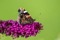 Red admiral butterfly - Vanessa atalanta - closed wings, sitting on flowering pink butterflybush - Buddleja davidii - in garden. Royalty Free Stock Photo