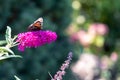 Red admiral butterfly - Vanessa atalanta - sitting on flowering pink butterflybush - Buddleja davidii - in summer garden. Royalty Free Stock Photo