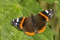 Red Admiral butterfly, Vanessa atalanta, top view Royalty Free Stock Photo