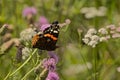 Red admiral sitting on a thistle flower Royalty Free Stock Photo