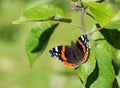 Red Admiral butterfly (Vanessa atalanta) Royalty Free Stock Photo