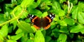 Red admiral butterfly Vanessa atalanta Royalty Free Stock Photo