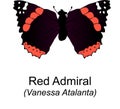Red Admiral Butterfy Royalty Free Stock Photo