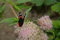 Red admiral butterfy on a holy rope boneset flower Royalty Free Stock Photo