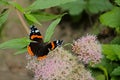 Red admiral butterfy on a holy rope boneset flower Royalty Free Stock Photo