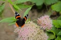 Red admiral butterfy on a holy rope boneset flower