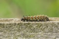 A Red Admiral Caterpillar Vanessa atalanta walking fast along a wooden fence.