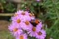 red admiral and European peacock on purple chrysanthemum flowers