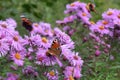 red admiral and European peacock on purple chrysanthemum flowers