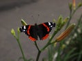 Red admiral on lily Royalty Free Stock Photo