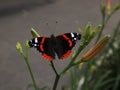 Red admiral on lily