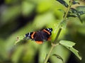 Red Admiral (Limenitis atalanta) Butterfly Horizontal Royalty Free Stock Photo
