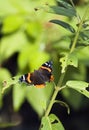 Red Admiral (Limenitis atalanta) Butterfly Vertical Royalty Free Stock Photo