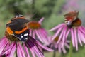 Red admiral and peacock Butterfly on a flowers of red color in agarden