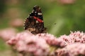 Red admiral on flower Royalty Free Stock Photo