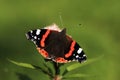 Red admiral on plant Royalty Free Stock Photo