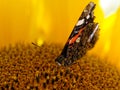 The red admiral or previously, the red admirable butterfly