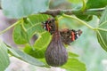 Red admiral butterflies on fig