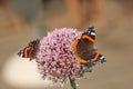 The Red Admiral. The Red Admiral a beautiful garden butterfly. Royalty Free Stock Photo