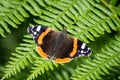 Red Admiral butterfly on a fern frond in the sunshine Royalty Free Stock Photo