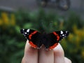 Red admiral on my hand