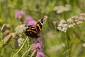 Red admiral sitting on a thistle flower Royalty Free Stock Photo