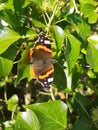 Red Admiral spread-eagled Royalty Free Stock Photo