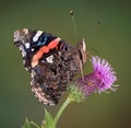 Red Admiral on thistle