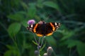 Red Admiral on thistle flower