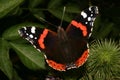 Red Admiral (Vanessa atalanta) Royalty Free Stock Photo