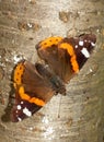 Red Admiral / Vanessa atalanta