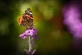 The Red Admiral, Vanessa atalanta, a beautiful colourful butterfly on a purple flower Royalty Free Stock Photo