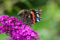 The Red Admiral, Vanessa atalanta, a beautiful colourful butterfly on a purple flower Royalty Free Stock Photo