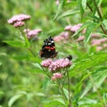 Red Admiral Vanessa atalanta butterfly