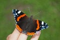 Red admiral Vanessa atalanta butterfly