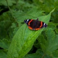 Red Admiral Vanessa atalanta butterfly on a green leaf Royalty Free Stock Photo