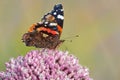 The Red Admiral or Vanessa Atalanta butterfly pollinating a flower. Closeup of a butterfly sitting on a plant outside in Royalty Free Stock Photo