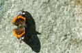 The red Admiral - Vanessa atalanta butterfly with shadow on the grunge old wall close up. Royalty Free Stock Photo