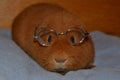 Teddy Guinea Pig with Glasses