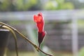 Red aeschynanthus lipstick (Aeschynanthus poulcher) flowers Royalty Free Stock Photo