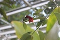 Red aeschynanthus lipstick (Aeschynanthus poulcher) flowers Royalty Free Stock Photo