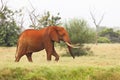 Red African Elephant in Kenya Royalty Free Stock Photo