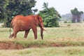 Red African Elephant in Kenya Royalty Free Stock Photo