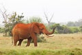 Red African Elephant in Kenya Royalty Free Stock Photo