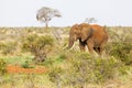 Red African Elephant in Kenya Royalty Free Stock Photo