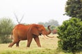 Red African Elephant in Kenya Royalty Free Stock Photo