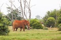 Red African Elephant in Kenya Royalty Free Stock Photo