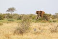 Red African Elephant in Kenya Royalty Free Stock Photo