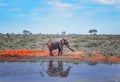 Red African elephant standnext to a watering hole in Africa. It is a wildlife photo of Tsavo East National park, Kenya Royalty Free Stock Photo